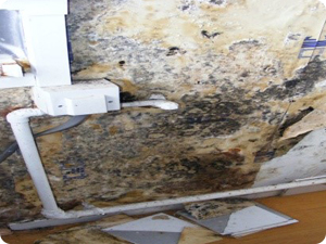 damp-conditions